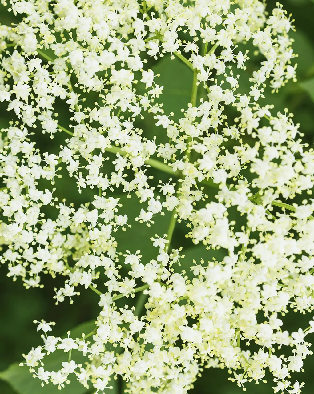 Elderflower